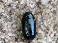 Cryptocephalus sp.