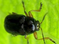 Cryptocephalus ocellatus