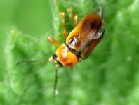 Cryptocephalus populi