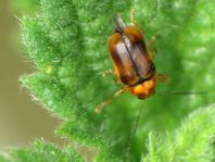 Cryptocephalus populi
