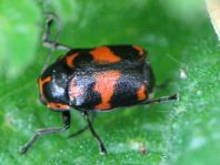 Cryptocephalus sexpunctatus