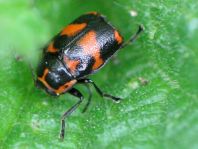 Cryptocephalus sexpunctatus