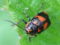 Cryptocephalus sexpunctatus