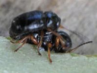 Cryptocephalus sp.