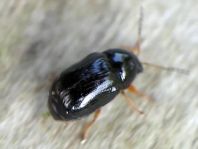 Cryptocephalus sp.