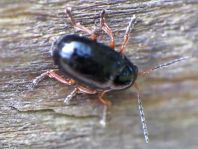 Cryptocephalus sp.