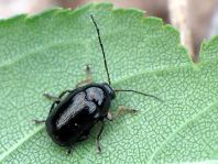 Cryptocephalus sp.