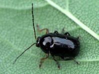 Cryptocephalus sp.