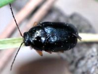 Cryptocephalus sp.