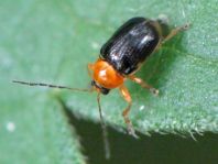 Cryptocephalus pusillus