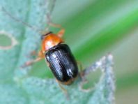 Cryptocephalus pusillus