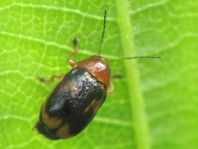 Cryptocephalus pusillus