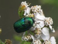 Cryptocephalus sp.