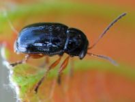 Cryptocephalus sp.