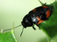 Cryptocephalus moraei