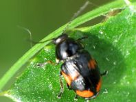 Cryptocephalus moraei