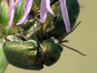 Cryptocephalus sp.