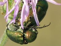 Cryptocephalus sp.