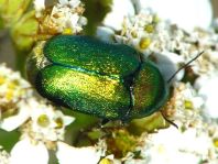 Cryptocephalus sp.