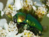 Cryptocephalus sp.