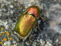 Cryptocephalus sp.
