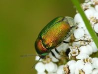 Cryptocephalus sp.