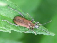 Donacia clavipes