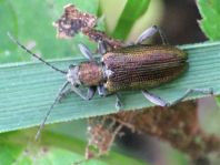Donacia vulgaris