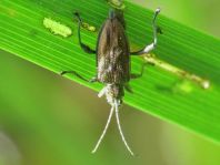 Donacia marginata