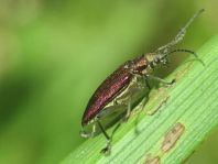 Donacia marginata