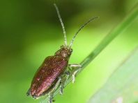 Donacia marginata