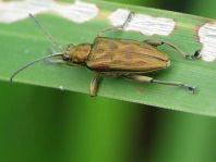 Donacia bicolor