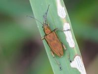 Donacia bicolor