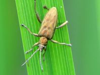 Donacia bicolor