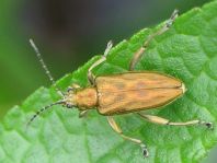 Donacia bicolor