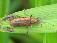Donacia vulgaris