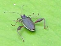 Seerosen-Schilfkäfer, Donacia crassipes