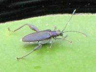 Seerosen-Schilfkäfer, Donacia crassipes