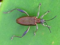 Seerosen-Schilfkäfer, Donacia crassipes