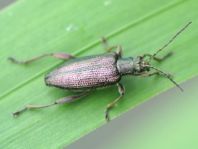 Donacia sparganii
