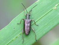 Donacia sparganii