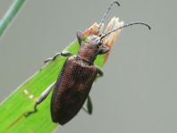 Donacia marginata