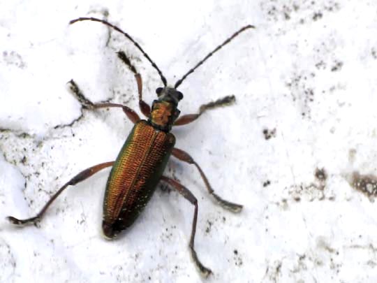 Donacia clavipes
