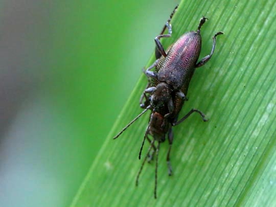 Donacia cf. semicuprea