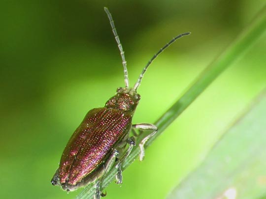 Donacia marginata