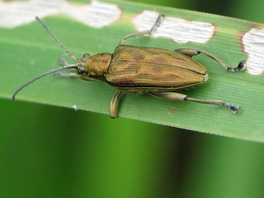Donacia bicolor