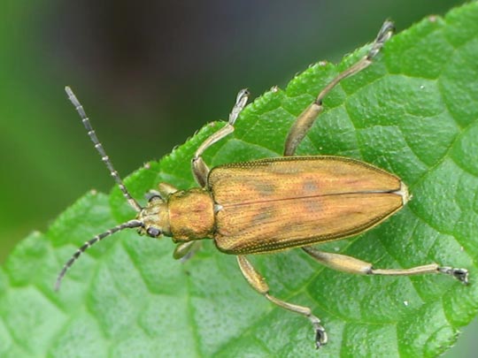 Donacia bicolor