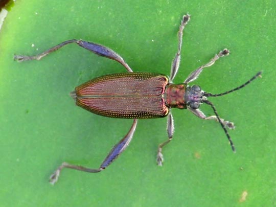Seerosen-Schilfkäfer, Donacia crassipes