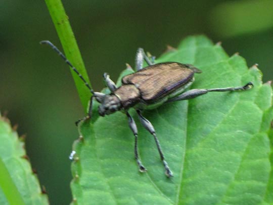 Donacia marginata