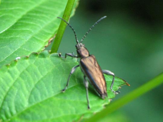 Donacia marginata